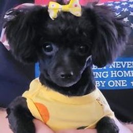 Poodle Puppies from Caloosa Kennels