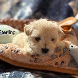 Sterling - Wheaten male Miniature Schnauzer puppy in Byron, Georgia from Smilee Schnauzers