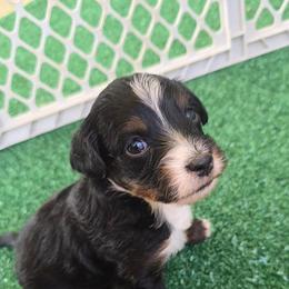 T-Bone - Black tri-color male Aussiedoodle puppy in Bakersfield, California from Puppy by Design