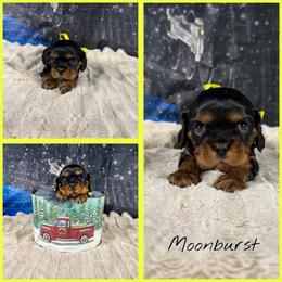 Moonburst - Black and tan male Cavalier King Charles Spaniel puppy in De Pere, Wisconsin from Rose Garden Kennels
