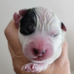 Green Collar - Blue male Australian Cattle Dog puppy in Riverton, Utah from Rundown Ranch Cattle Dogs