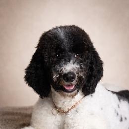 Leaf - Trained Puppy - Black and white male Sheepadoodle puppy in Youngstown, Florida from Wonderland’s Boujie Kennels