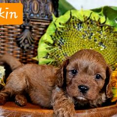 Cavalier King Charles Spaniel and Cavapoo Puppies from Puppyloversplace