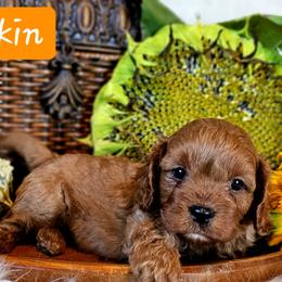 Cavalier King Charles Spaniel and Cavapoo Puppies from Puppyloversplace