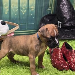 Blue boy - Brindle male Boxer puppy in Farmington, Pennsylvania from Impression's Boxers