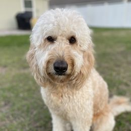Poppy - Goldendoodle