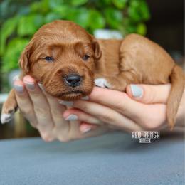 Dakota - Red  female Goldendoodle puppy in Salado, Texas from Red Ranch Dogs