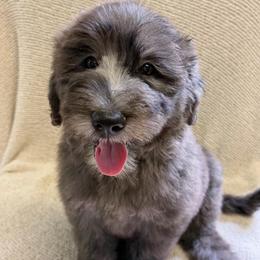 Charlie Mac - male Golden Mountain Doodle puppy in Hackleburg, Alabama from The Doodle Patch