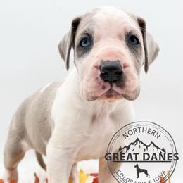 Popcorn - Harlequin female Great Dane puppy in Sac City, Iowa from Northern Great Danes of Colorado & Iowa