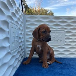 Purple - Rd whtn blk nose female Rhodesian Ridgeback puppy in Ocala, Florida from DogWood Kennels