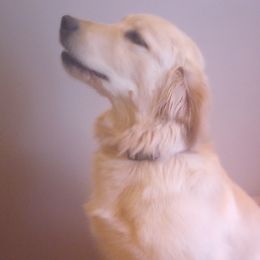 Girl 1 - Golden Golden Retriever puppy in Indiana County, Pennsylvania from Liberty's Legacy Goldens