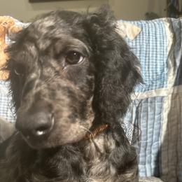 Mocha - Merle female Goldendoodle puppy in Benson, North Carolina from Yvonne❤️Goldendoodles