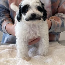 Shihpoos from Havenwood Emotional Support Animals