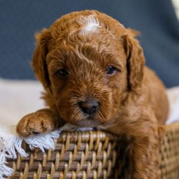 Tex - Sable male Cavapoo puppy in Payson, Utah from Little Diamond Doodles