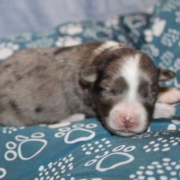 Joy - Blue merle female Aussiedoodle puppy in Loretto, Tennessee from K Kountry Farm