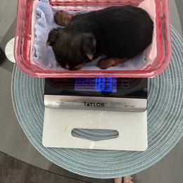 Everett - Black and gold male Yorkshire Terrier puppy in Laughlin, Nevada from Dani’s Yorkie’s