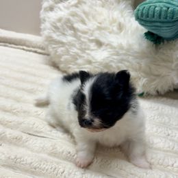4wks AKC Black and White Parti Girl - Black parti female Pomeranian puppy in Madison, Ohio from PawSitive Therapy Pomeranians