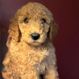 Biscotti (Red collar) - Red  female Goldendoodle puppy in Seattle, Washington from Dream Lake Doodles