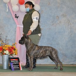 Zipporah - Cane Corso