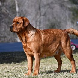 Daisy - Labrador Retriever
