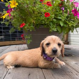 Girl 1 Purple - Wheaten female Dachshund puppy in Grand Valley, Pennsylvania from Dachshunds on the Hill
