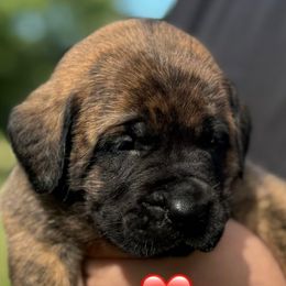 Tesni - Brindle female Mastiff puppy in Carthage, Missouri from Mama’s Mastiffs