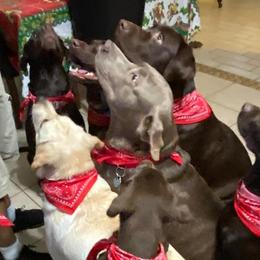 Dilute Retrievers and Labrador Retrievers from Moran’s Lab’s
