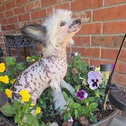 Grant Long Star Angel - White and black male Chinese Crested puppy in Amarillo, Texas from Victoria's Chinese Cresteds Long Star Angels
