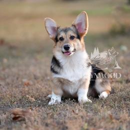 Black Collar - Black and tan male Pembroke Welsh Corgi puppy in Terrell, Texas from Brynwood Pembroke Welsh Corgis