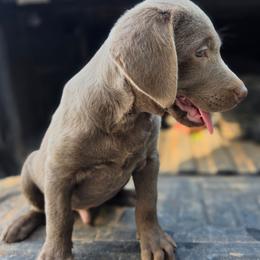 Yellow (Silver male) - Silver male Dilute Retriever puppy in Anderson, Texas from TLS Retrievers