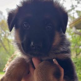 Capri - Black and red female German Shepherd puppy in Canton, Texas from WILDWOOD GERMAN SHEPHERDS