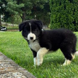 Briana - Black and white female Border Collie puppy in Chattanooga, Tennessee from Ross Vegas Kennels