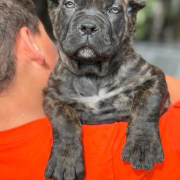Persephone - Black brindle female Cane Corso puppy in Sandia, Texas from OneTime Cane Corso
