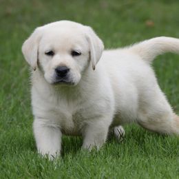 Labrador Retriever Puppies from Avery Labradors