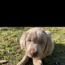 Goldendoodle, Great Dane, and Weimaraner Puppies from DoodleDandy & Danes