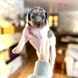 Wren - Merle female Bernedoodle puppy in Midland, Michigan from Northern Charm Farm