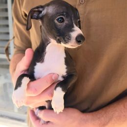 Brussels Griffon and Italian Greyhound Puppies from Adornare Kennels