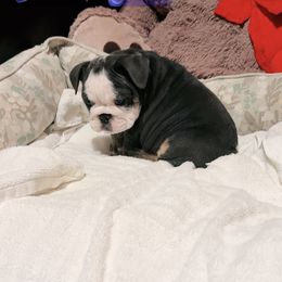 Girl 1 - Blue tri-color female Bulldog puppy in Downey, California from Garcia Ranch Bulldogs