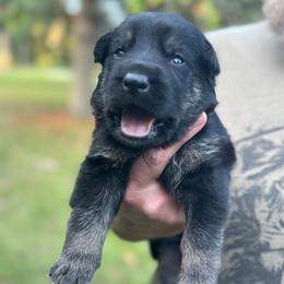 Black collar boy - Bi-color male German Shepherd puppy in Lake City, Florida from Saylor Shepherds