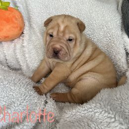 Charlotte - Fawn Chinese Shar-Pei puppy in Florida from Shar Pei Love