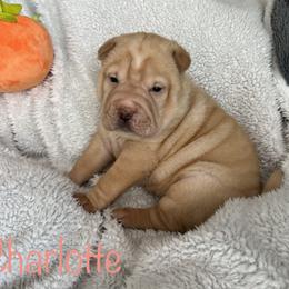 Charlotte - Fawn Chinese Shar-Pei puppy in Florida from Shar Pei Love
