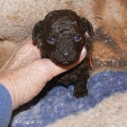 Poodle puppies from Debra White