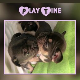 French Bulldog Puppies from Briyana Leighs Litters LLC