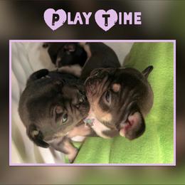 French Bulldog Puppies from Briyana Leighs Litters LLC