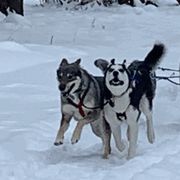 Tamaskans from Timberline Tamaskan