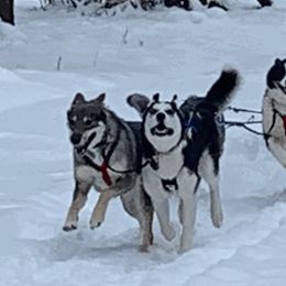 Tamaskans from Timberline Tamaskan