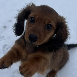 Dachshunds from Upper Pack River Mini Dachshunds