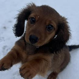 Dachshunds from Upper Pack River Mini Dachshunds