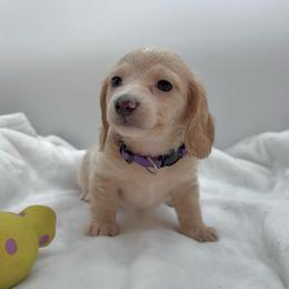 Purple - Cream female Dachshund puppy in Goodyear, Arizona from AZ Royal Doxies llc