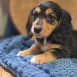 Girl 4 - Black and tan female Dachshund puppy in Minden, Louisiana from Ironwood Creek